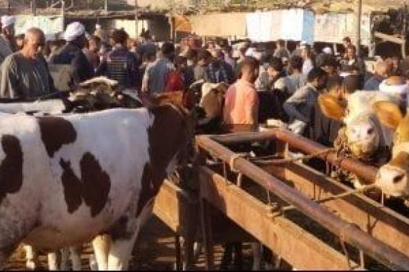 تسمين
العجول..
"المعادلة
الذهبية"
لتعظيم
الأرباح
وجودة
اللحوم