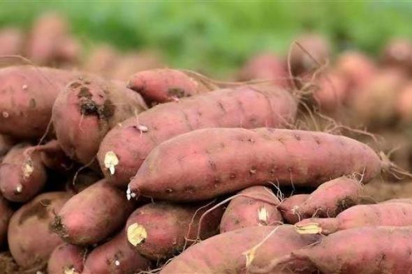 البطاطا
      المصرية
      “تغزو”
      العالم..
      162
      ألف
      طن
      صادرات
      غذائية
      في
      أول
      أسبوع
      من
      2026