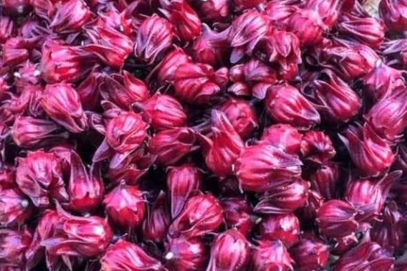 الكركديه..
      كثير
      الفوائد
      وسهل
      الزراعة