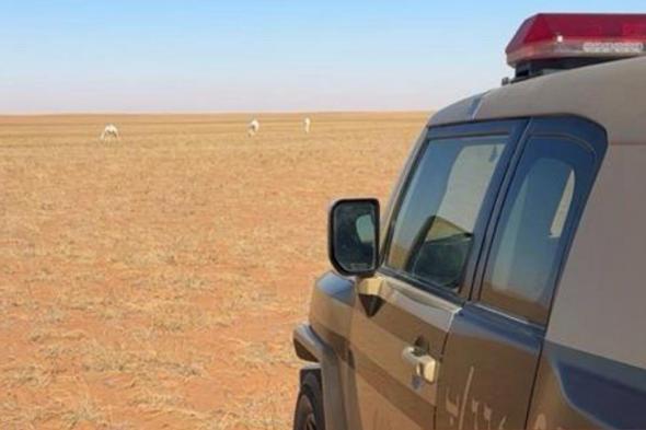 ضبط
مواطن
رعى
12
متنًا
من
الإبل
في
محمية
الإمام
عبدالعزيز