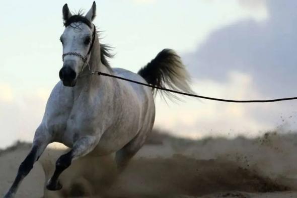 الخيول تشم رائحة الخوف عند البشر وتتأثر بها