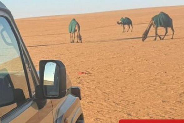 ضبط
    موطن
    لارتكابه
    مخالفة
    رعي
    في
    محمية
    الإمام
    عبدالعزيز
    بن
    محمد
    الملكية