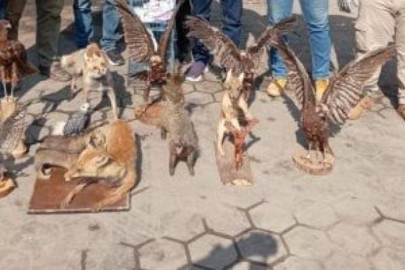 بحث
إنشاء
معرض
بيئى
لمقتنيات
المضبوطات
من
الحيونات
والطيور
المحنطة