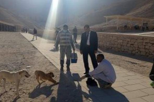 بيطرى
الأقصر
تجرى
عمليات
تحصين
لـ52
من
الكلاب
الحرة
في
وادى
الملوك..
صور