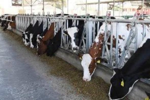 دليل
المربين..
هكذا
يتم
رفع
كفاءة
القطيع
من
خلال
فهم
الدورة
الجنسية
للأبقار