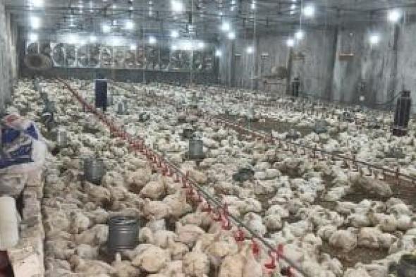 الزراعة:
إنتاج
مصر
من
الدواجن
يصل
لـ1.6
مليار
طائر
و600
ألف
طن
لحوم
حمراء