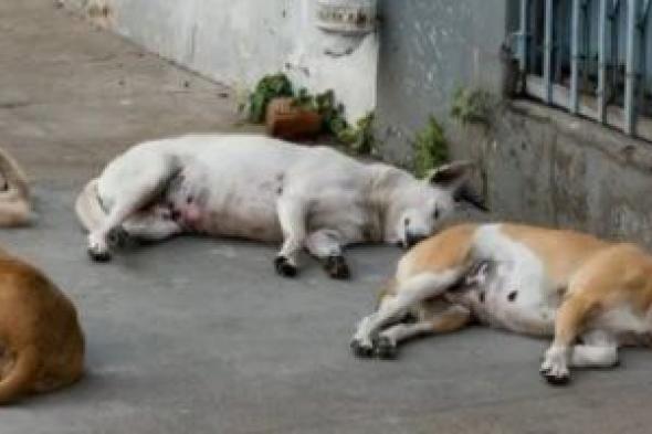 مؤسسة
حماية
الحيوان:
نسحب
400
ملل
دم
من
الكلب
فقط
كل
3
أشهر