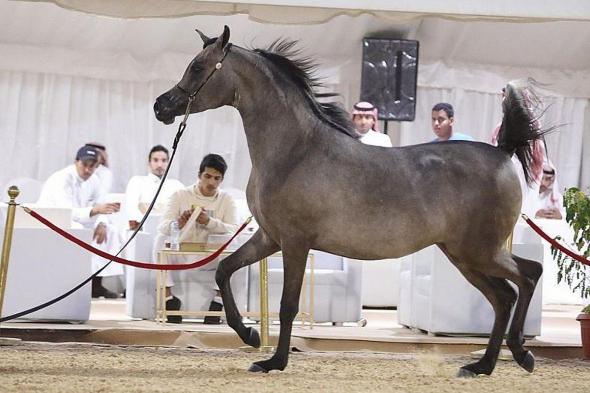 انطلاق
    بطولة
    جمال
    الخيل
    العربية
    الأصيلة
    28
    يناير