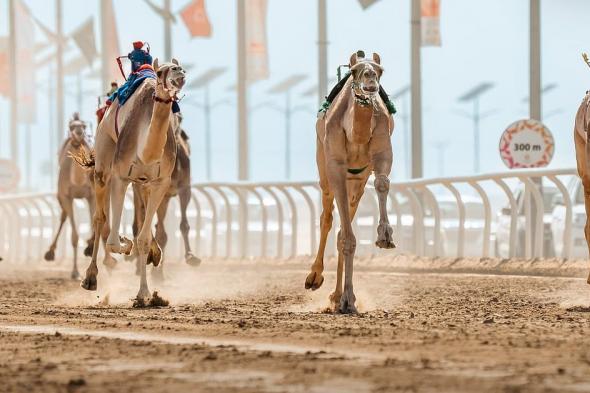 بجوائز
    75
    مليون
    ريال..
    انطلاق
    مهرجان
    خادم
    الحرمين
    الشريفين
    للهجن
    الجمعة
    المقبل