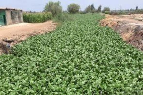 النائب
جمال
أبوالفتوح
يحذر:
ورد
النيل
أخطر
نبات
غازى
يستنزف
مياه
النيل