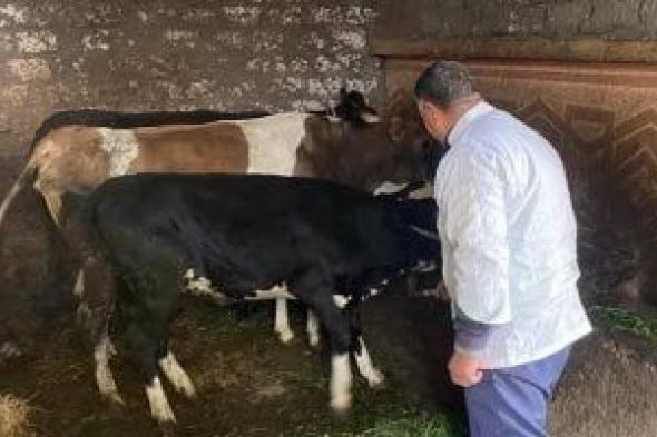 تحصين
68
ألف
رأس
ماشية
ضد
الحمى
القلاعية
والوادى
المتصدع
بالدقهلية