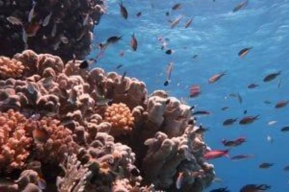 داديلوس..
موقع
غوص
بداخله
سحر
الطبيعة
جنوب
البحر
الأحمر