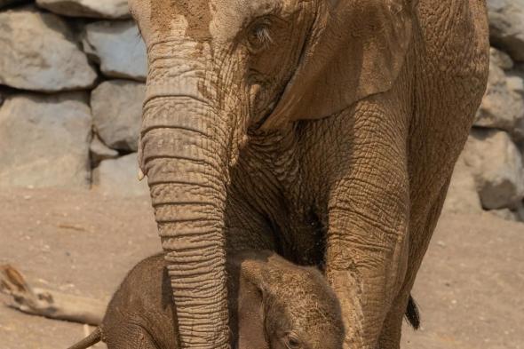 ولادة خامس فيل سافانا أفريقي في الشارقة