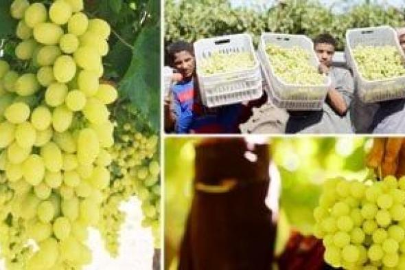 صادرات
العنب
المصرى
تقفز
إلى
191
ألف
طن
خلال
عام
2025