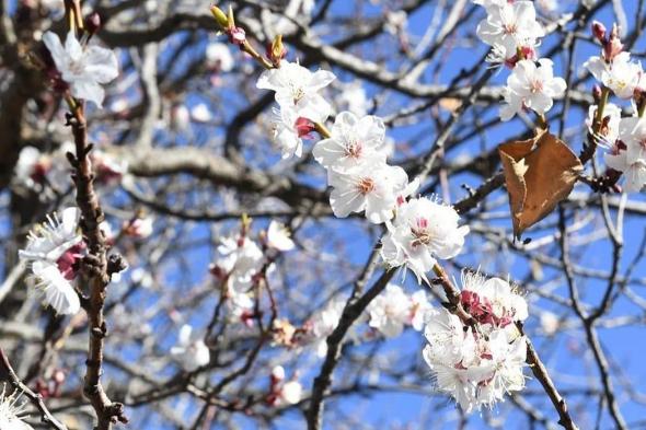 في
    لوحة
    شتوية
    خلابة..
    أزهار
    اللوز
    تكسو
    مرتفعات
    وجبال
    عسير