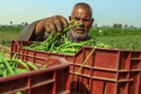 الحجر
الزراعى:
تصدير
340
ألف
طن
من
الفاصوليا
فى
2025