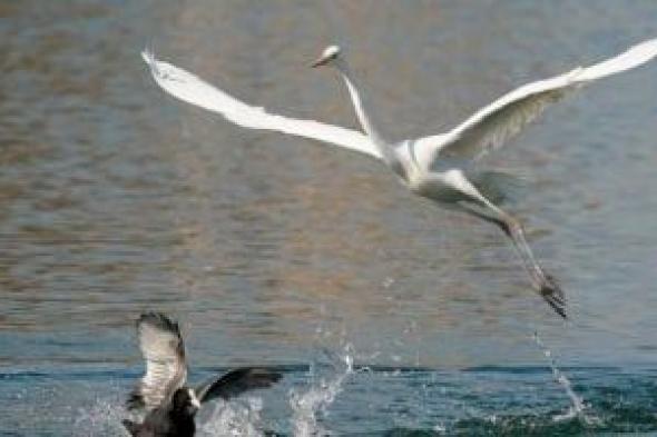 رحلة
الطيور
المهاجرة..
طائر
البلشون
يزين
بحيرات
الصين