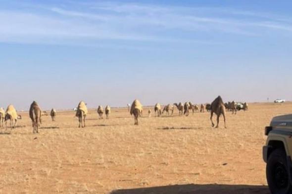 ضبط
    مواطن
    لارتكابه
    مخالفة
    رعي
    في
    محمية
    الملك
    عبدالعزيز
    الملكية