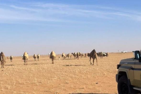 بغرامة
    20
    ألف
    ريال..
    ضبط
    مخالف
    لرعي
    الإبل
    بمحمية
    الملك
    عبدالعزيز
    الملكية