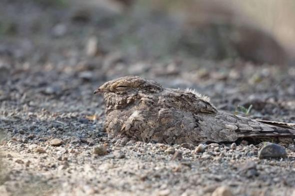 بعد
      غياب..
      «وادي
      الوريعة»
      بالفجيرة
      تسجل
      عودة
      طائر
      السبد
      المصري
