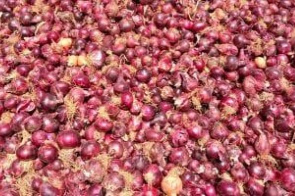 صادرات
البصل
تسجل
طفرة
بـ288
ألف
طن
خلال
عام
2025