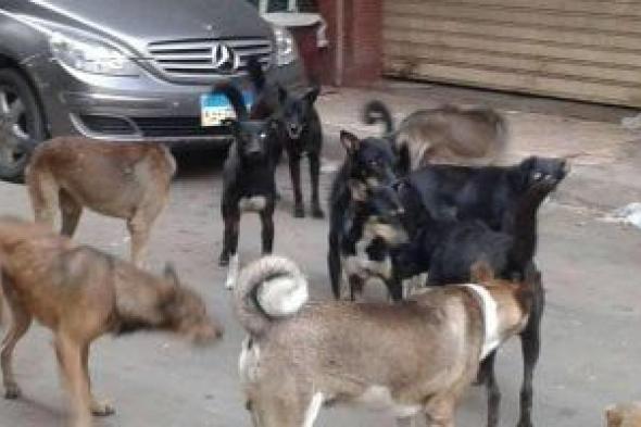 الزراعة:
تحصين
وتعقيم
5
آلاف
كلب
ضال
ضمن
خطة
مصر
خالية
من
السعار