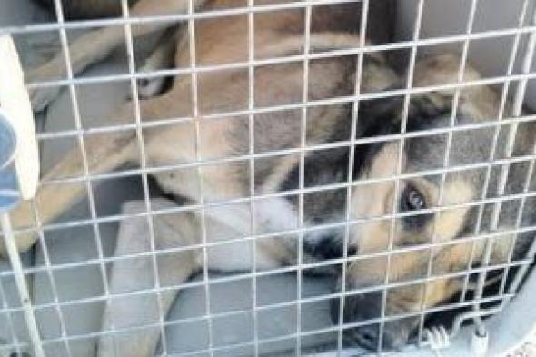 بعد
ضبط
أسد
داخل
مزرعة
بالبدرشين..
اعرف
جهات
مسموح
لها
حيازة
الحيوانات
الخطرة