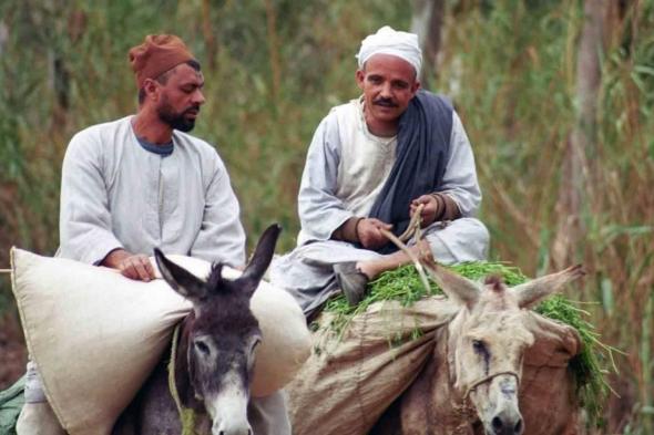 أربعينية
الشتاء
المصرية..
كوالح
وطوالح
وموالح
وصوالح