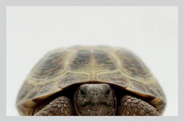 مصر: إنقاذ سلحفاة بحرية مهددة بالانقراض عالمياً بمحل أسماك