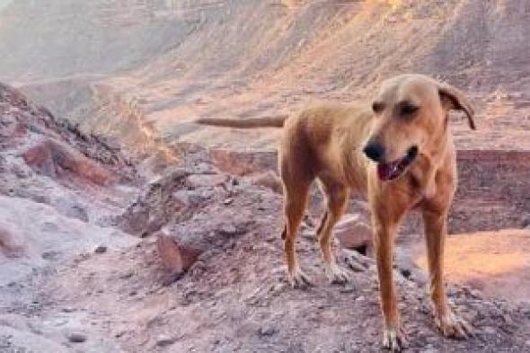 إصابة
طفل
بإصابات
خطيرة
إثر
هجوم
كلاب
ضالة
جنوب
الشيخ
زويد