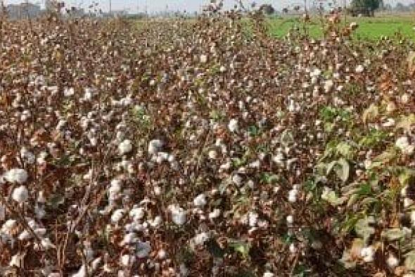 مع
اقتراب
الموسم..
إليك
الخريطة
الزمنية
لزراعة
«الذهب
الأبيض»