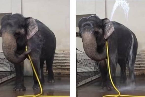 «نخبة
الأذكياء»
في
مملكة
الحيوان..
«عباقرة»
بلا
كلام