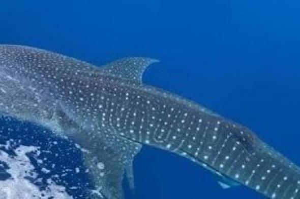 تفاصيل
القبض
على
صيادي
القرش
المهدد
بالانقراض
بطريقة
وحشية
فى
البحر
الأحمر