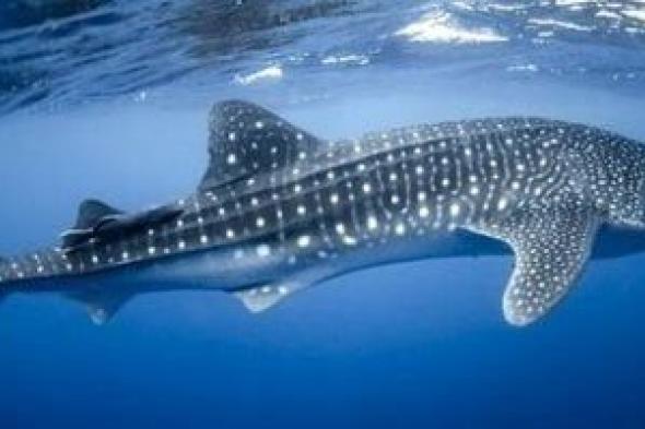 10
معلومات
عن
القرش
الحوتى
عملاق
البحار
اللطيف
بعد
صيده
بطريقة
وحشية