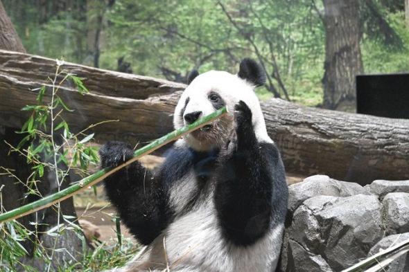 اليابان من دون باندا.. الزوار يتدفقون لتوديع دبين قبل الرحيل إلى الصين