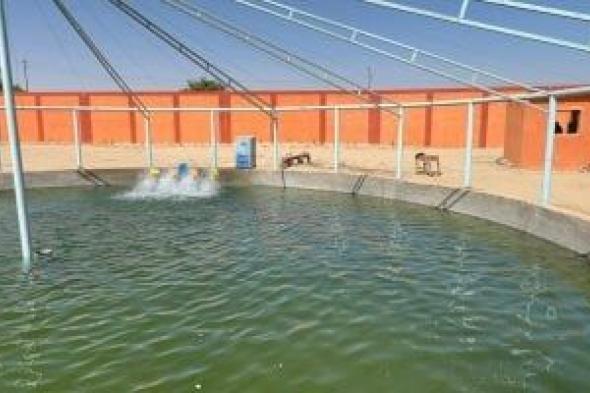 الحياة
تدب
في
المزرعة
النموذجية
للإنتاج
السمكى
والحيوانى
بالرزيقات
غرب
الأقصر..
صور