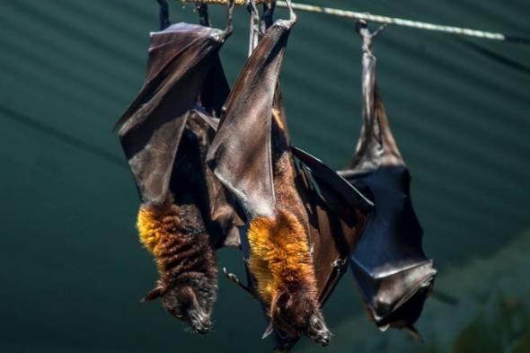 يشبه
      الإنفلونزا
      وتنقله
      الخفافيش..
      فيروس
      "نيباه"
      القاتل
      يعود
      مجددًا