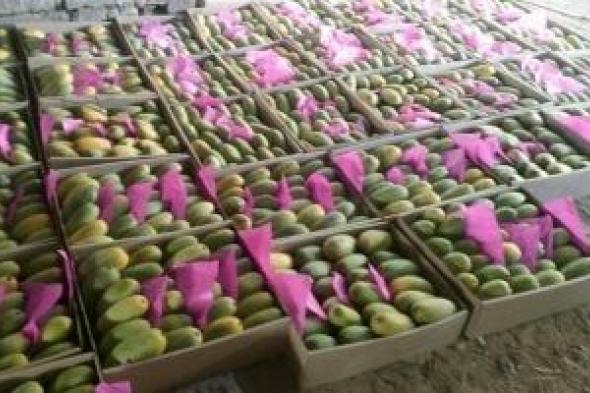 تعرف
على
حجم
صادرات
الرمان
والمانجو
في
2025