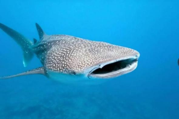 «البيئة
      المصرية»
      تضبط
      صيادين
      اصطادوا
      قرشاً
      نادراً