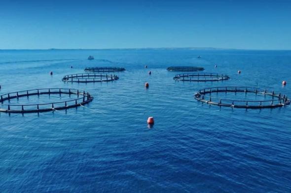 حمدان
      بن
      زايد:
      حماية
      الثروات
      البحرية
      استراتيجية
      وطنية