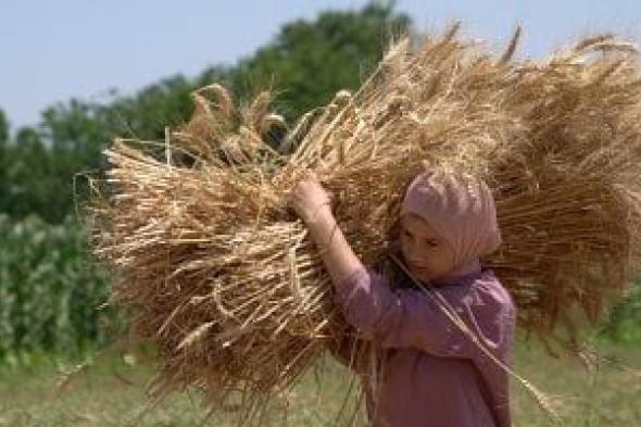 رئيس
مركز
المناخ:
شتاء
العام
الحالي
يحقق
"أعلى
إنتاجية
متوقعة
للقمح"