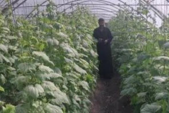 زراعة
الخيار
بالصوب
تحقق
وفرة..
ومهندس
زراعى:
من
أجود
الزراعات
وتدر
ربحا