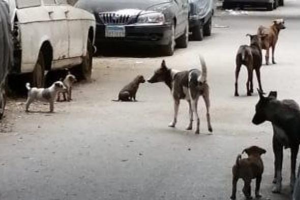 سجلات
الكلاب
وتطعيماتها..
ضوابط
وضعها
قانون
حيازة
الحيوانات
لترخيصها