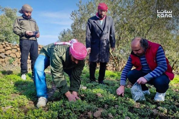 للمرة الثانية.. الطيران الإسرائيلي يرش مواد مجهولة على أراض في جنوب سورية