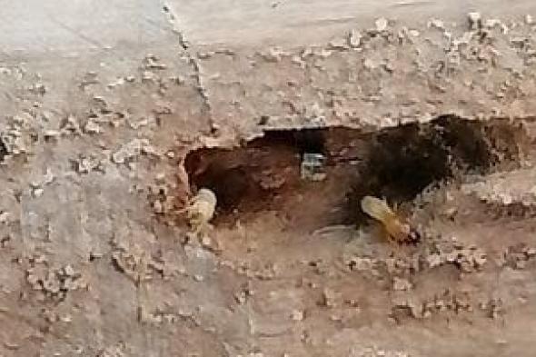 وزارة
الزراعة:
خدمات
مكافحة
النمل
الأبيض
مجانية
لغير
القادرين