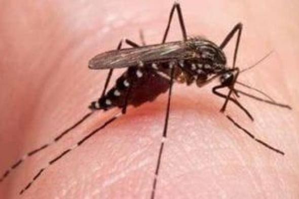 علماء
يحذرون:
البعوض
يفضل
دم
الإنسان
كمصدر
رئيسى
للغذاء