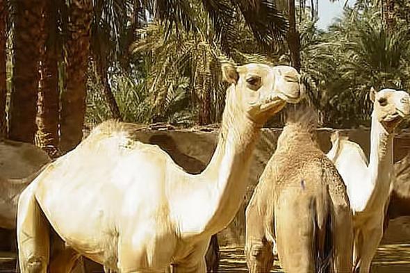 طالب
    مختص
    بالذكاء
    الاصطناعي:
    أعمل
    على
    ابتكار
    شريحة
    ذكية
    تخدم
    الإبل
     