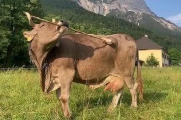 علماء
يكتشفون
بقرة
تستخدم
الأدوات
بشكل
يُعيد
تعريف
ذكاء
الحيوانات