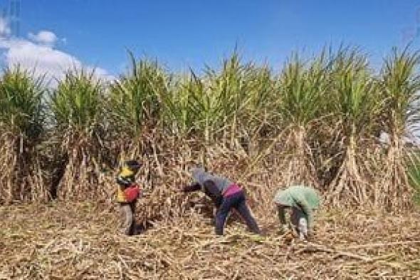 وزارة
التموين:
إنتاج
53
ألف
طن
سكر
محلى
من
القصب
حتى
الآن