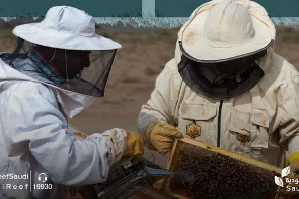 لرفع
    كفاءة
    القطاع..
    «ريف
    السعودية»
    يوزّع
    1800
    طرد
    من
    معدات
    النحالة
    الحديثة
    على
    النحالين